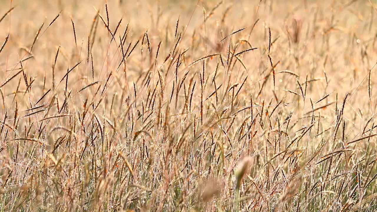 田野里的草