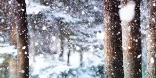 雪花飘落，松林和冬天的风景