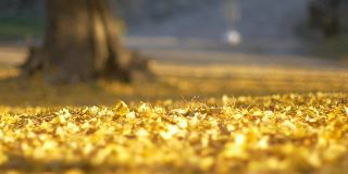 黄色的银杏树叶子从树上落下的慢动作。黄色的银杏叶地毯在秋天，秋天。