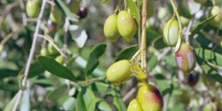 在阳光下，用特级初榨橄榄油浇在树枝上的天然有机橄榄果实，橄榄油滴在树枝上缓慢滴下。食品工业中的健康橄榄油