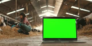 在牧场的牛棚中，一台笔记本电脑上的绿色色度键显示在奶牛中间。