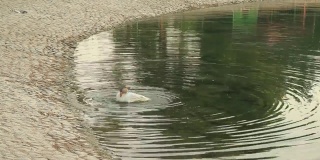 阿联酋阿布扎比的一只鹅正在池塘里清洗自己