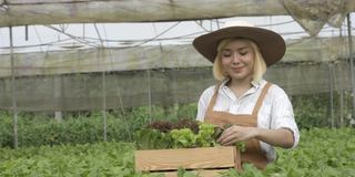 亚洲女农民探索蔬菜种植和在农场工作。