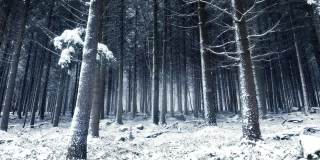 穿过白雪覆盖的茂密森林