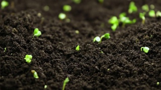 在温室农业中，植物在春季生长，芽萌发新生芥沙拉植物视频素材模板下载