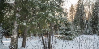 奇妙的冬季精灵森林。美丽的阳光穿过树木和降雪。镜头在森林里移动。镜头向右移动，延时4k。Hyperlapse