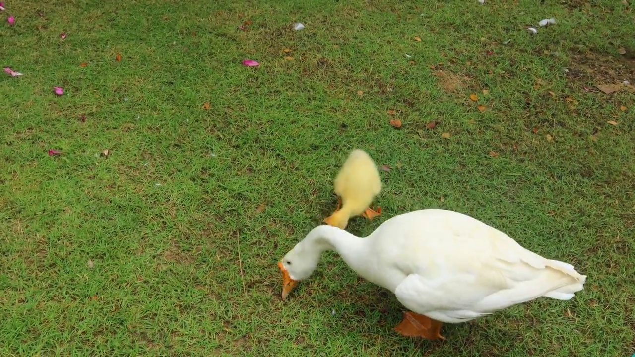 草地上有白色的鸭子和可爱的黄色小鸭子