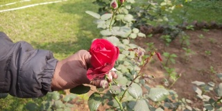 月季(Rosa chinensis)通常被称为古拉布(gulab)、月季(Chinese rose)或孟加拉月季(Bengal rose)，是原产于中国西南地区的贵州、湖北和四川的月季属的一员