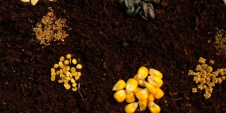 种子在土壤上为播种季节。有选择性的重点。大自然。