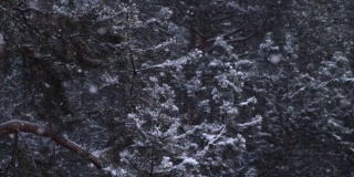 冬天松树林里下雪。雪花飞舞，落在树枝上。4 k。