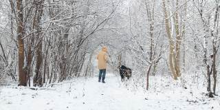 一个女人穿着一件黄色的冬季夹克，和她的伯尔尼山狗在雪原的森林里玩耍。狗在跳。