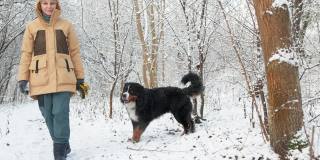 一个女人穿着一件黄色的冬季夹克，在雪原森林里遛着她的伯尔尼山狗。
