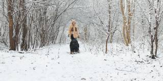 一个女人穿着一件黄色的冬季夹克，在雪原森林里遛着她的伯尔尼山狗。缓慢的运动。