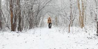 一个女人穿着一件黄色的冬季夹克，在雪原森林里遛着她的伯尔尼山狗。慢动作视频。