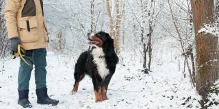 一个女人穿着一件黄色的冬季夹克，在雪原森林里遛着她的伯尔尼山狗。女人站着，然后，她靠在狗身上拥抱他，直起身子，狗走开了。