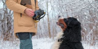 狗的训练。一位妇女正在雪原森林里训练她的伯尔尼山狗。她一边合上自己的口袋，一边不停地给狗狗喂食，然后走开，留下狗狗坐在最前面。