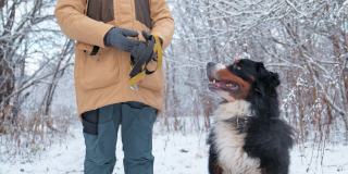 狗的训练。一名女子正在雪中森林里训练她的伯尔尼山狗，她正在口袋里寻找食物——慢镜头。