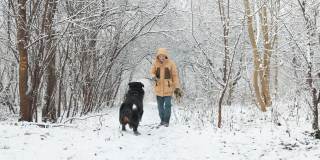 一名女子和她的伯尔尼山狗在积雪的森林里玩雪球的慢动作镜头。