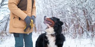 一名女子在积雪的森林里抚摸和拥抱她的伯尔尼山狗——慢镜头。