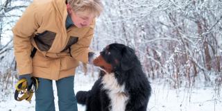一名女子在积雪的森林里抚摸和拥抱她的伯尔尼山狗——慢镜头。
