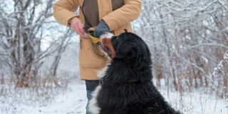 狗的训练。一个女人正在一个雪域森林里训练她的伯尔尼山狗，她从口袋里得到了奖励。