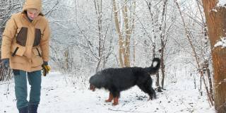 一个女人穿着黄色的冬季夹克，在雪原的森林里和她的伯尔尼山狗玩雪球。缓慢的运动。