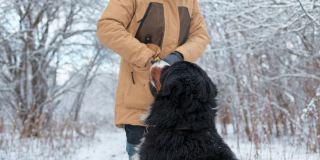 狗的训练。一名女子正在雪中森林里训练她的伯尔尼山狗，她用慢动作给狗喂食。