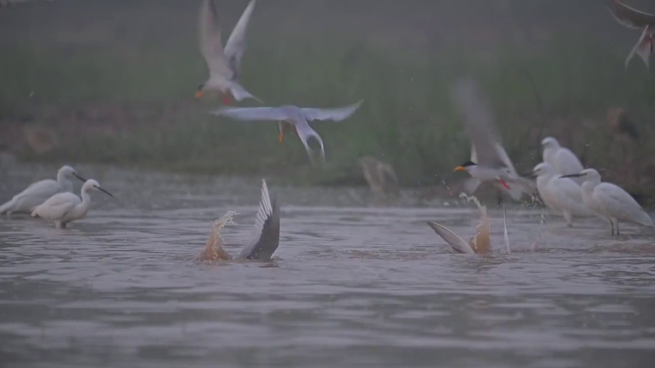 河燕鸥狩猎