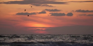 日落时分，鸟儿逆风在美丽的黄昏海面上翱翔。夏日的沙滩上大气的傍晚