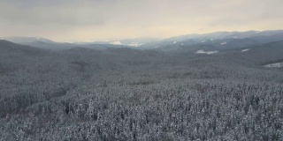 空中景观与常青松树覆盖着新鲜的雪，在冬季降雪期间在寒冷安静的晚上在山区森林