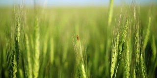 刮风的日子，田野里新鲜的绿麦穗。准备收获Сlose查看