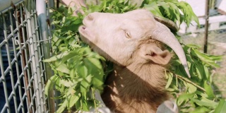 山羊在农场里吃东西。股票视频