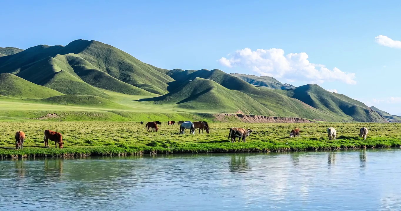 马和牛在河边的草地上吃草