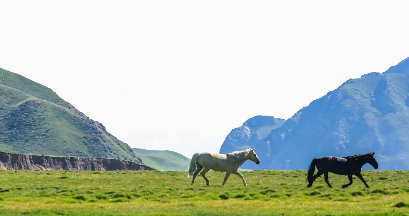马儿在草原上奔跑。美丽的草原景观。