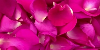 旋转的红色和粉色的玫瑰花瓣这是情人节的象征。