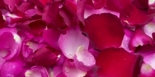 近距离旋转的红色和粉色的玫瑰花瓣落下这是情人节的象征