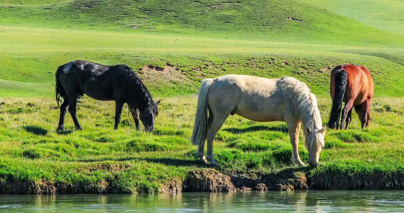马在绿草地上吃草