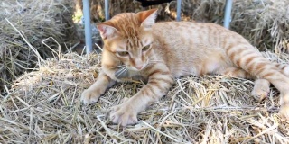 橙色的虎斑猫在黄色的稻草堆上休息，