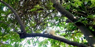 白松鼠在树枝上搔痒。