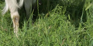 (特写镜头)白色的山羊在绿色的草地上吃草，旁边是村庄的围栏