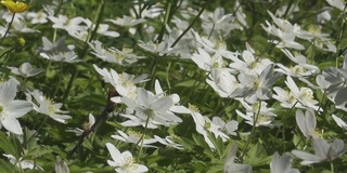 白色的银莲花在春天开花。金凤花科的野花(银莲花)。自然背景,