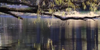 柳枝在微风中摇曳的湖面上，和平的晴天，4k实时镜头放大效果。
