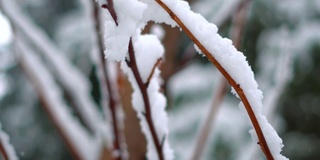 在印度喜马偕尔邦的马纳里，树枝被雪覆盖的特写镜头。冬天的背景。雪把树枝覆盖在雪里。冬季背景与复制空间