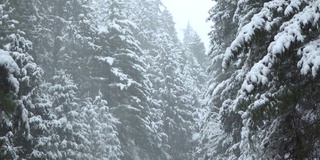 在印度喜马恰尔邦的马纳里，冬天下雪时，慢镜头拍摄的雪落在被雪覆盖的森林中的松树前。冬天森林里下雪了。