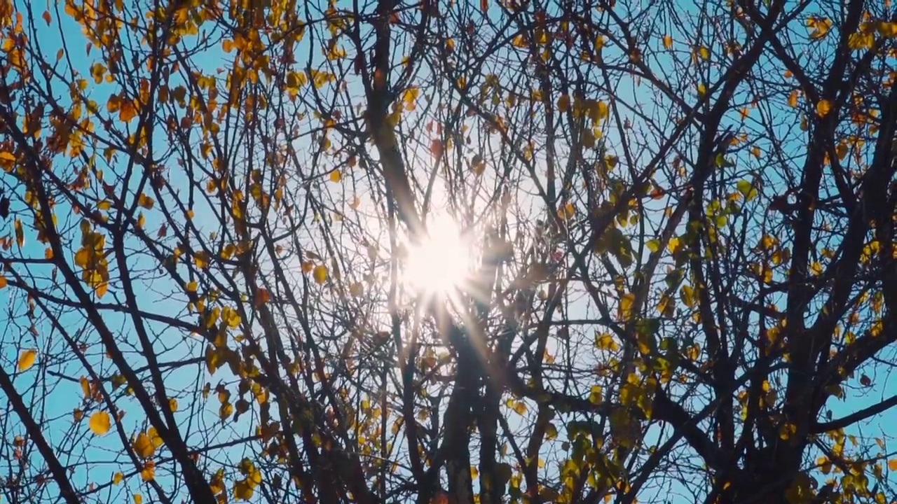 秋天的下午，树叶变黄的树的特写镜头。太阳透过树投射出透镜的光斑。自然背景。背景树与太阳铸造镜头耀斑