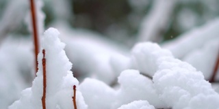 在印度喜马偕尔邦的马纳里，树枝被雪覆盖的特写镜头。冬天的背景。雪把树枝覆盖在雪里。冬季背景与复制空间