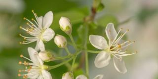 一棵酸樱桃树的花在绿色和白色的背景上绽放并生长。樱花盛开的小白花。时间流逝，9:16的比例。