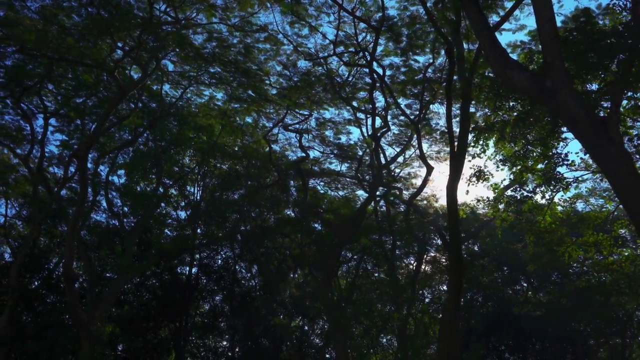 背光照射着美丽的金色阳光与树木在亚洲森林