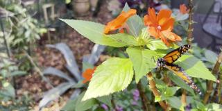 系列-蝴蝶:黑脉金斑蝶在开花藤蔓上