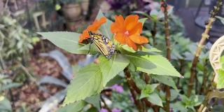 系列-蝴蝶:黑脉金斑蝶在开花藤蔓上